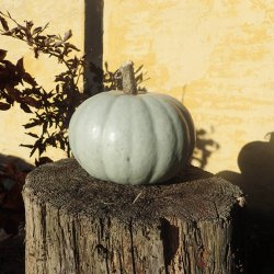 Grskar <br>'Crown Prince' F1 <br><i>Cucurbita maxima</i>