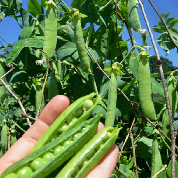 rt, Skal- <br>'Meteor' <br><i>Pisum sativum var. sativum</i>