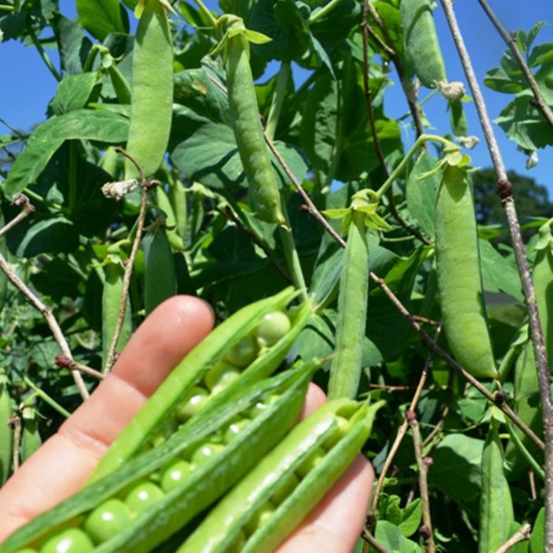 rt 'Mix' <br><i>Pisum sativum var. sativum/macrocarpon</i> 