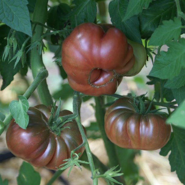 Tomat <br>'Purple Calabash' <br><i>Lycopersicon esculentum</i>