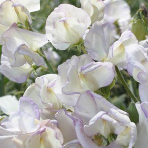 Lathyrus, rteblomst <br>'Kings High Scent' <br><i>Lathyrus odoratus</i>