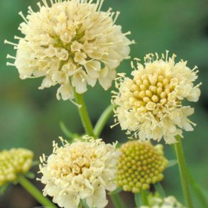 Enkeblomst 'Fatamorgana'<br><i>Scabiosa atropurpurea</i>