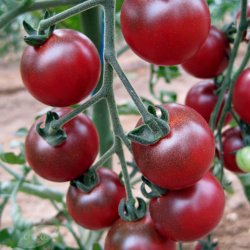 Tomat <br>'Rosella'<br><i>Lycopersicon esculentum</i>