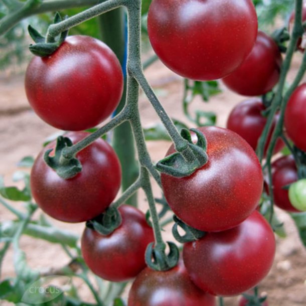 Tomat <br>'Rosella'<br><i>Lycopersicon esculentum</i>