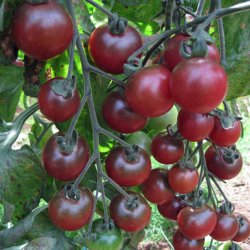 Tomat <br>'Rosella'<br><i>Lycopersicon esculentum</i>