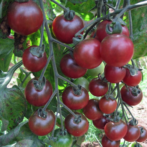 Tomat <br>'Rosella'<br><i>Lycopersicon esculentum</i>