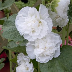 Stokrose <br>'Chater White'<br><i>Alcea rosea</i>
