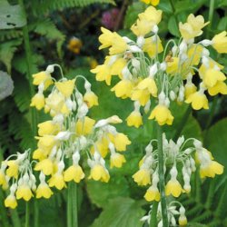 Primula, <br>Kmpe-<br><i>Primula florindae</i>