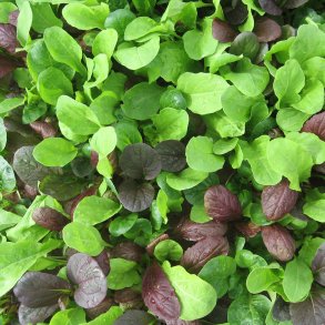 Babyleaves - mikrogrnt<br>'Pak Choi Colour <br>Crunch Blend'