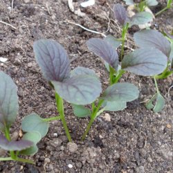 Pak choi <br>'Red Rubi' F1<br><i> Brassica rapa var. chinensis</i>