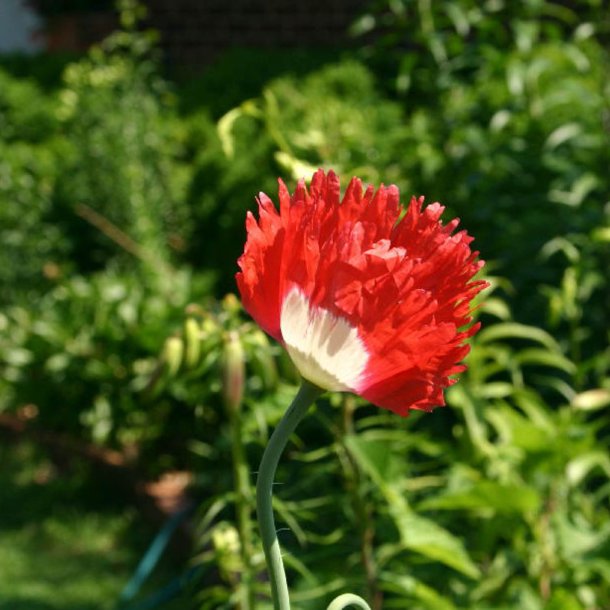 Valmue <br>'Danish Flag'<br><i>Papaver somniferum</i>