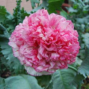 Valmue, Opiums- <br>'Flemish Antique' <br><i>Papaver somniferum</i>