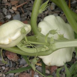 Courgette, squash, zucchini<br>'Custard White'<br><i>Cucurbita pepo</i>