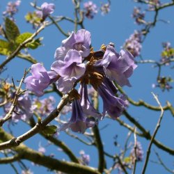 Kejsertr <br><i>Paulownia <br>tomentosa</i>