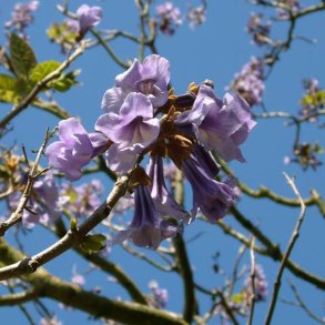 Kejsertr <br><i>Paulownia <br>tomentosa</i>