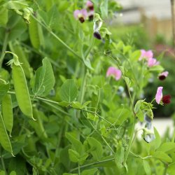 rt 'Mix' <br><i>Pisum sativum var. sativum/macrocarpon</i> 