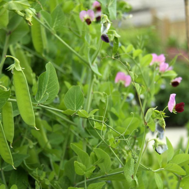 rt 'Mix' <br><i>Pisum sativum var. sativum/macrocarpon</i> 