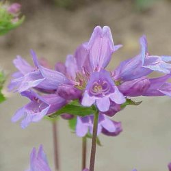 Rrblomst <br><i>Penstemon serrulatus</i><br><br>