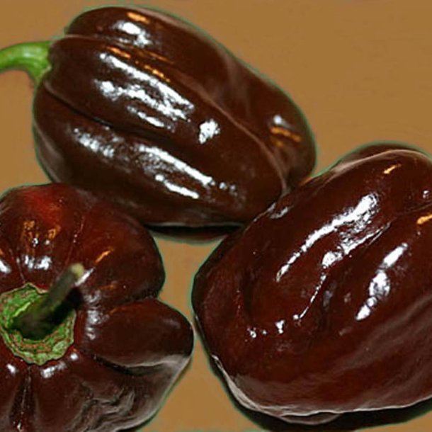Chili <br>'Habanero Chocolate'<br><i>Capsicum chinense</i>