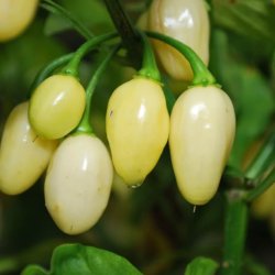 Chili <br>'Habanero White' <br><i>Capsicum chinense</i>
