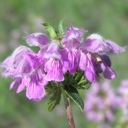 L�vehale, <br>knoldet <br><i>Phlomis tuberosa </i>