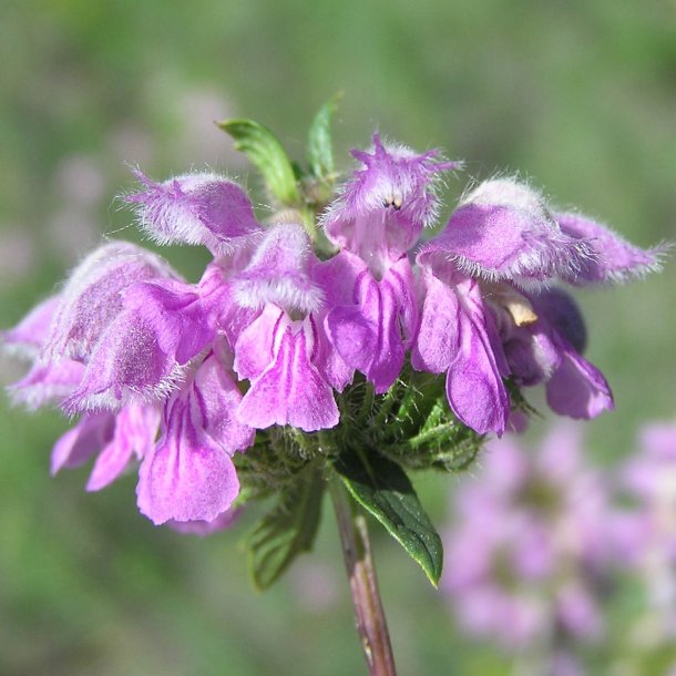 L�vehale, <br>knoldet <br><i>Phlomis tuberosa </i>