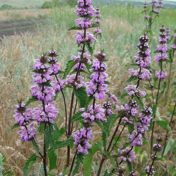 L�vehale, <br>knoldet <br><i>Phlomis tuberosa </i>