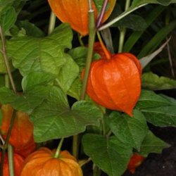Japansk Lygte <br><i>Physalis alkekengi </i>