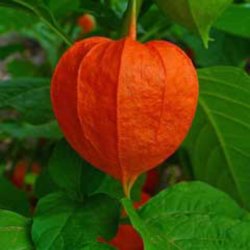 Japansk Lygte <br><i>Physalis alkekengi </i>