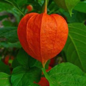 Japansk Lygte <br><i>Physalis alkekengi </i>