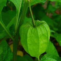 Japansk Lygte <br><i>Physalis alkekengi </i>
