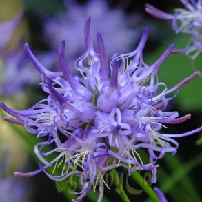 Rapunsel, <br>Alpe- <br><i>Phyteuma scheuchzeri</i>