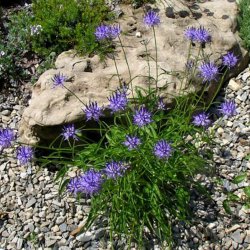 Rapunsel, <br>Alpe- <br><i>Phyteuma scheuchzeri</i>