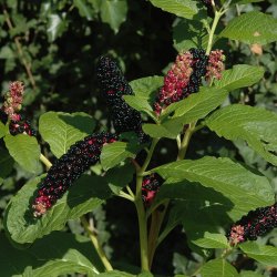 Kermesbr <br><i>Phytolacca acinosa </i><br><br>
