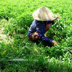 Vandspinat, <br> Entsai <br><i>Ipomoea aquatica</i><br>