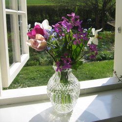 Judaspenge, <br>lyslilla <br><i>Lunaria annua</i>