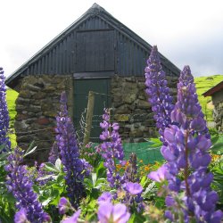 Lupin, bl, <br>Storkb <br><i>Lupinus polyphyllus </i>