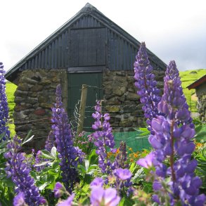 Lupin, <br>bl <br><i>Lupinus polyphyllus </i>