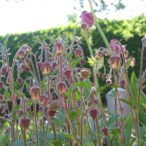 Eng-<br>nellikerod <br><i>Geum rivale </i>