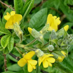 Piptanthus <br><i>Piptanthus nepalensis </i><br><br>