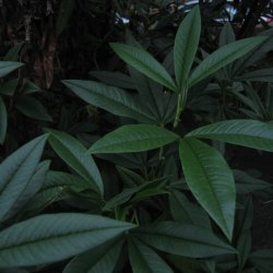 Piptanthus <br><i>Piptanthus nepalensis </i><br><br>