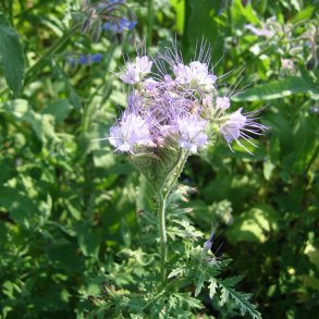 Honningurt <br><i>Phacelia tanacetifolia </i><br><br>