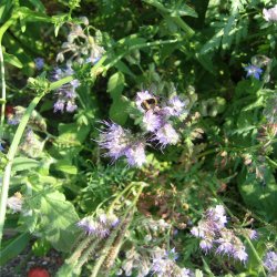 Blomstermix <br>'Bismag'<br><br>