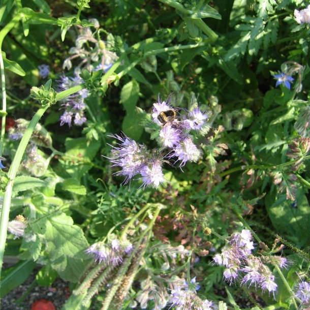 Blomstermix <br>'Bismag'<br><br>