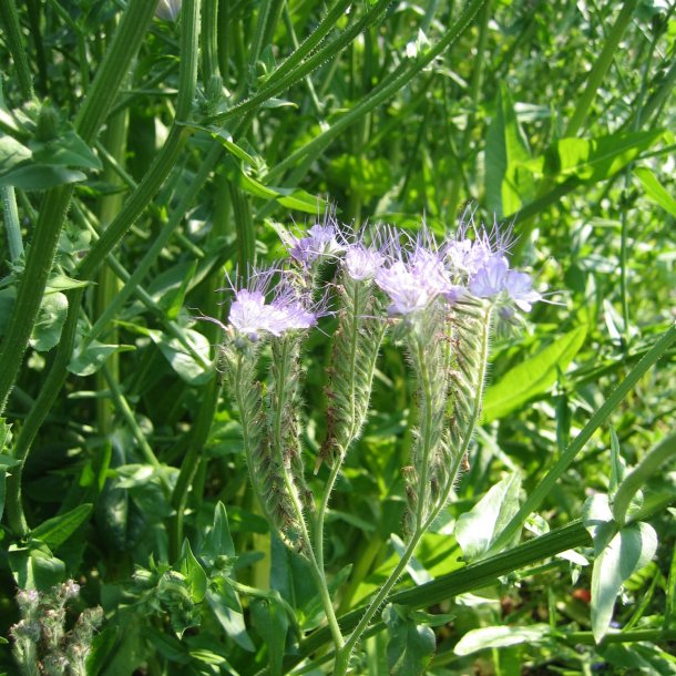 Honningurt <br><i>Phacelia tanacetifolia </i><br><br>