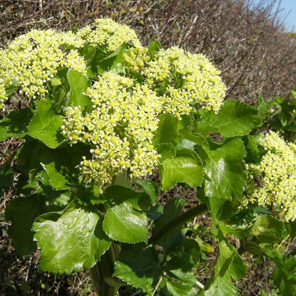 Alexanderurt <br>Makedonsk persille, <br>Sort lvstikke <br><i>Smyrnium olusatrum</i>