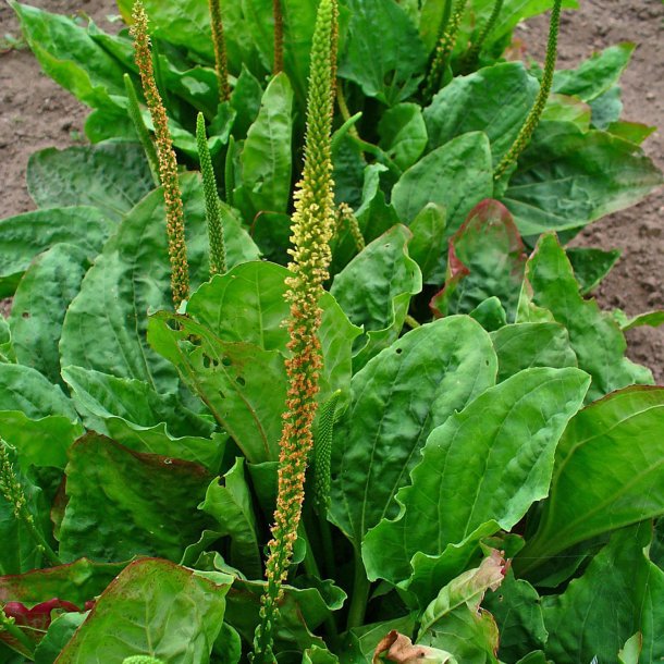 Vejbred, Glat - <br>Bredbladet<br><i>Plantago major</i> 