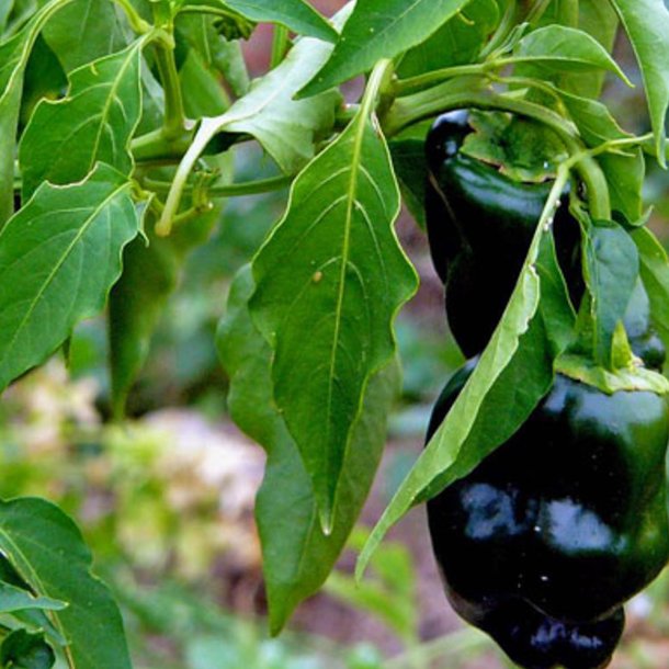 Peber <br>'Ancho'<br><i>Capsicum annuum</i>