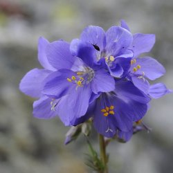 Jakobsstige <br>'Blue Pearl' <br><i>Polemonium caeruleum</i>