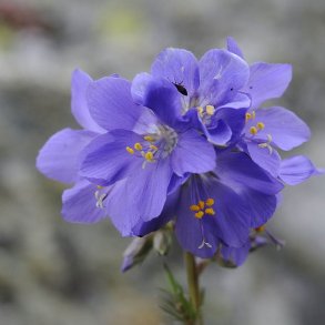 Jakobsstige <br>'Blue Pearl' <br><i>Polemonium caeruleum</i>